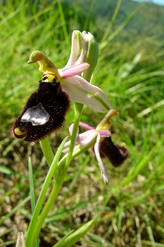 Orchidee del Chianti - Ophrys sphegodes e altre...